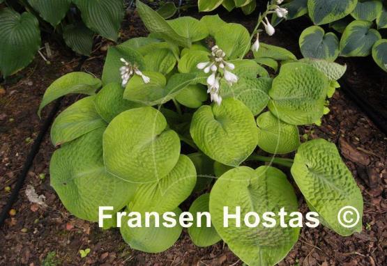 Hosta Aspen Gold